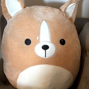 A tan and white Chihuahua squish Mallo
